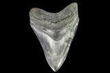 Serrated, Fossil Megalodon Tooth - Georgia #111517-1